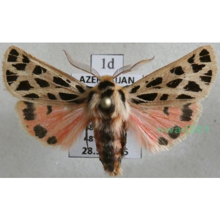 Chelis reticulata (Christoph, 1887) male Azerbaijan1d